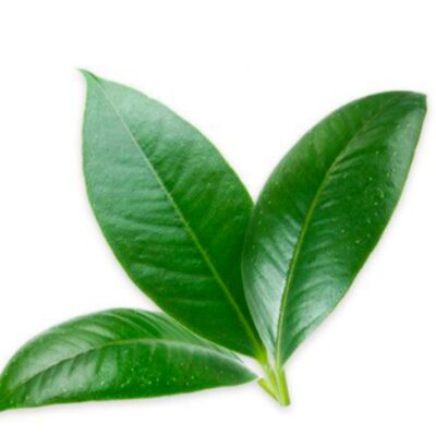 LÁ CHANH đông lạnh 100gr